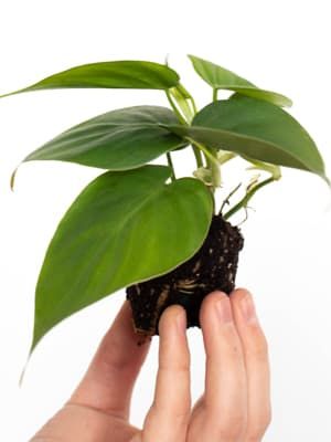 Philodendron Heartleaf Mini - Plant Studio LLC