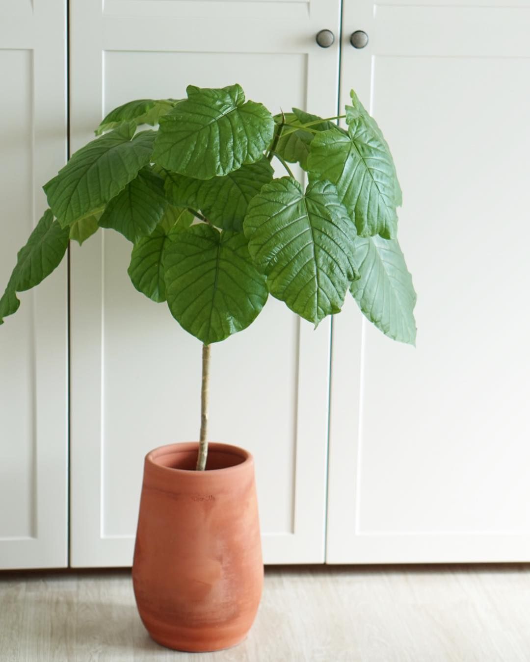 Ficus Umbellata - Plant Studio LLC