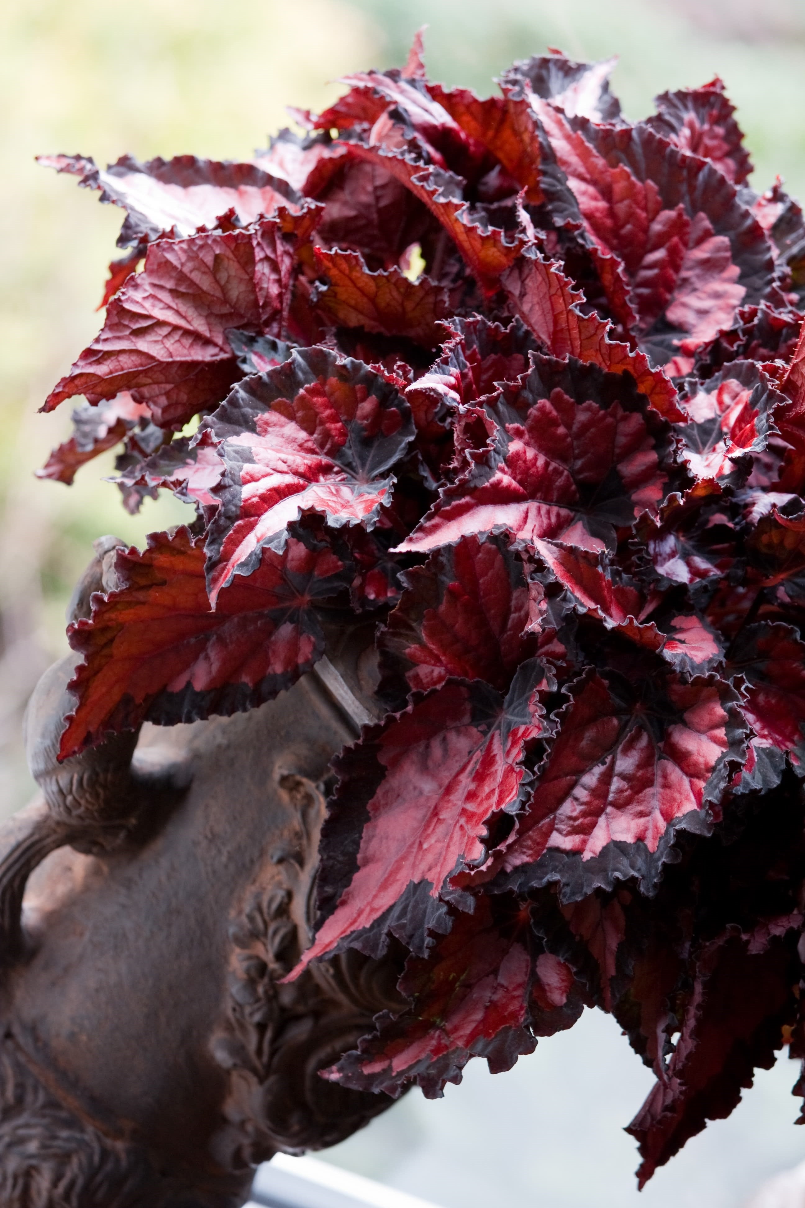 Begonia Inca Night - Plant Studio LLC