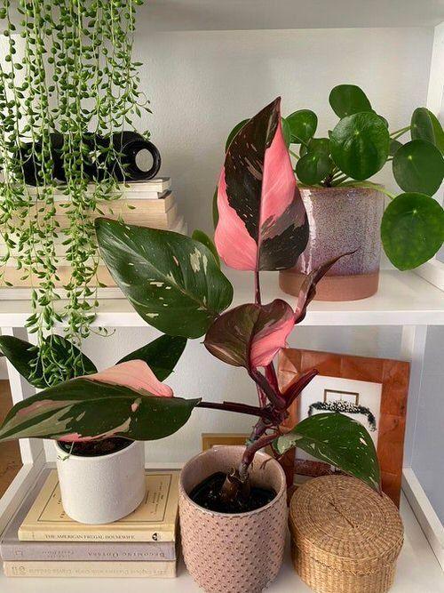 Philodendron Pink Princess - Plant Studio LLC