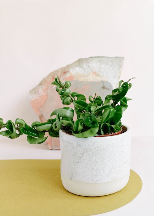 Hoya Carnosa Compacta 'Hindu Rope'