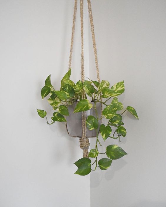 Golden Pothos 'Money Plant' - Plant Studio LLC