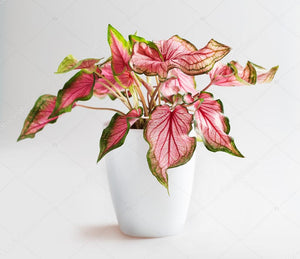 Caladium Florida Sweetheart