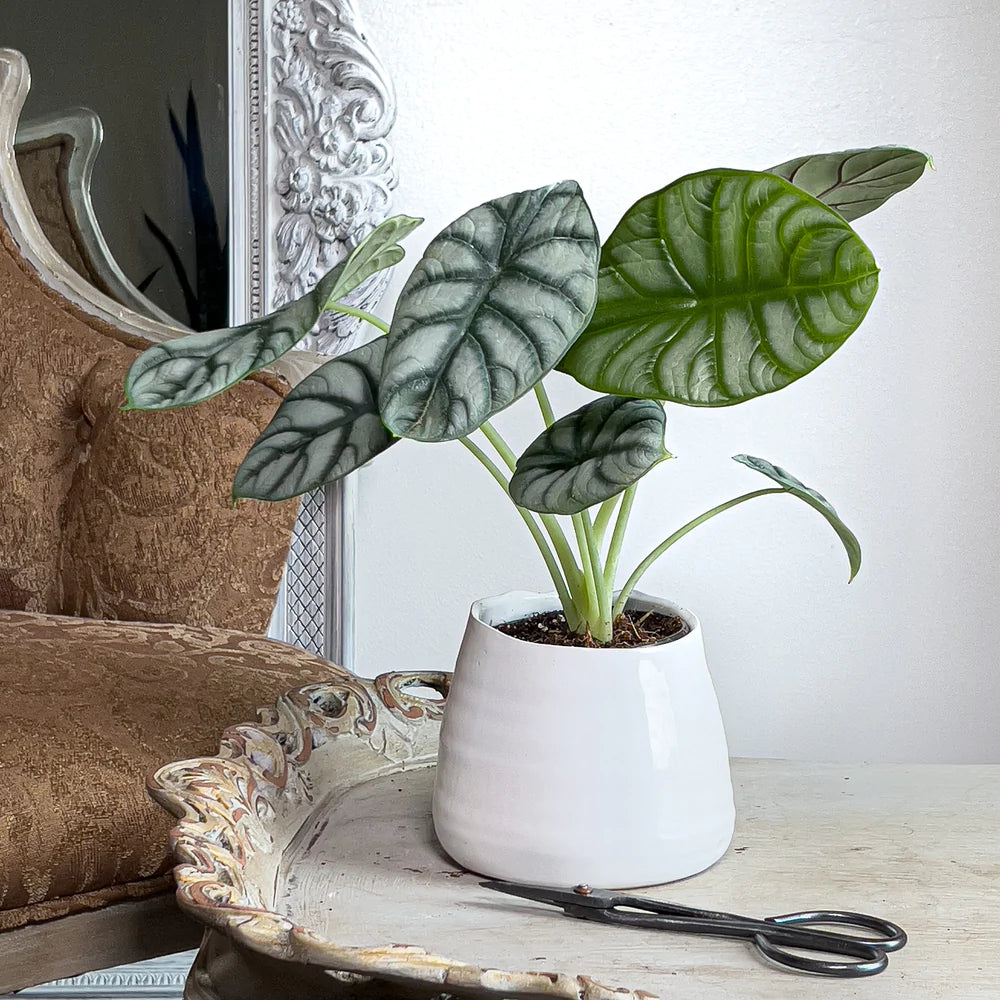 Alocasia Silver Dragon