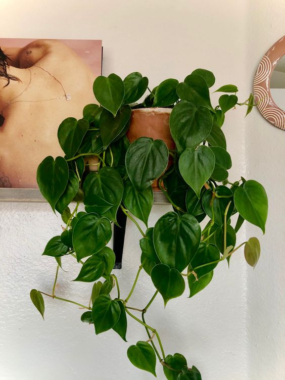 Philodendron Heartleaf in Hanging Pot - Plant Studio LLC