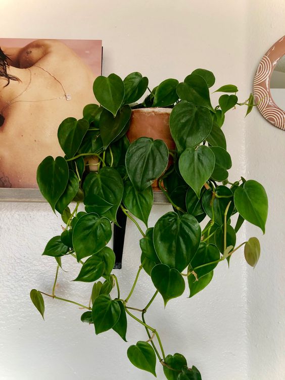 Philodendron Heartleaf in Hanging Pot - Plant Studio LLC