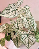 Caladium White Christmas - Plant Studio LLC