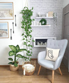 Dieffenbachia 'Dumb Cane' Plant Studio LLC 