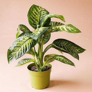 Dieffenbachia 'Dumb Cane' Plant Studio LLC 