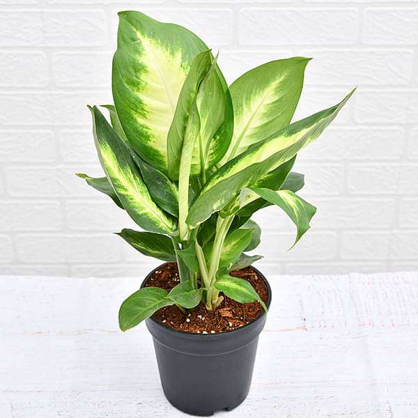Dieffenbachia Maculata Plant Studio LLC 