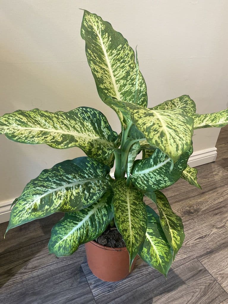 Dieffenbachia Mars - Plant Studio LLC