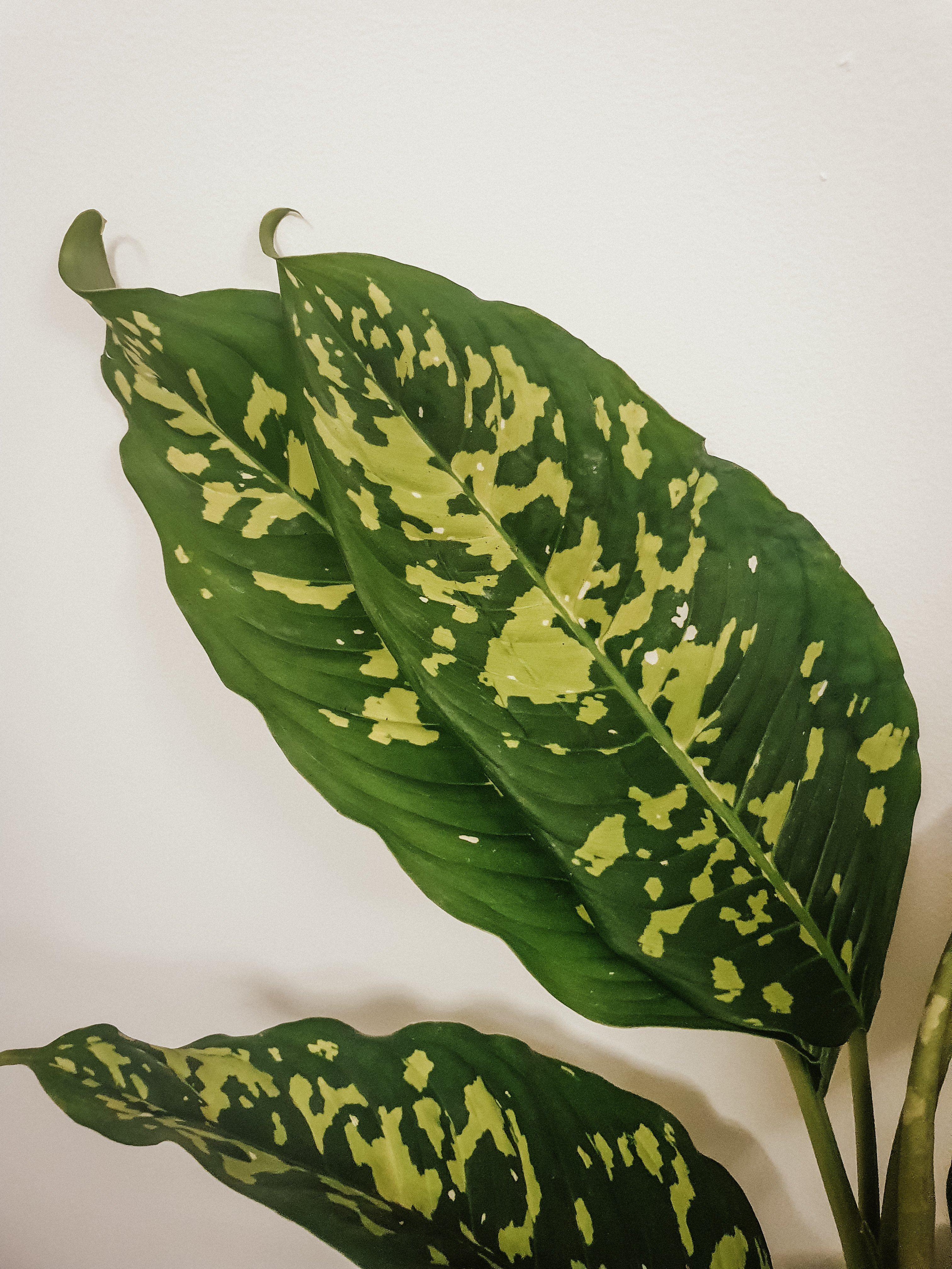 Dieffenbachia Reeva Plant Studio LLC 