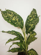 Dieffenbachia Reeva Plant Studio LLC 