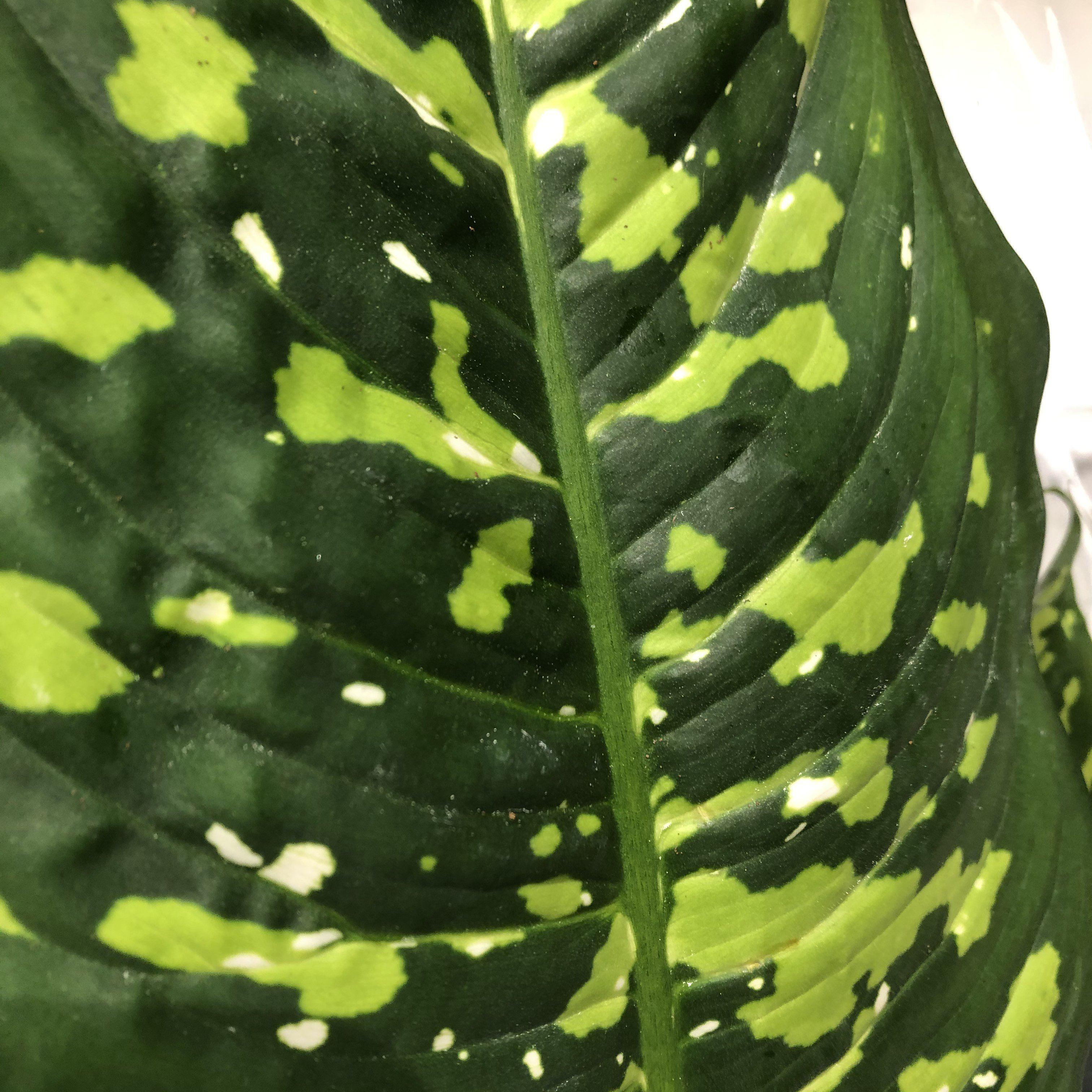 Dieffenbachia Reeva Plant Studio LLC 