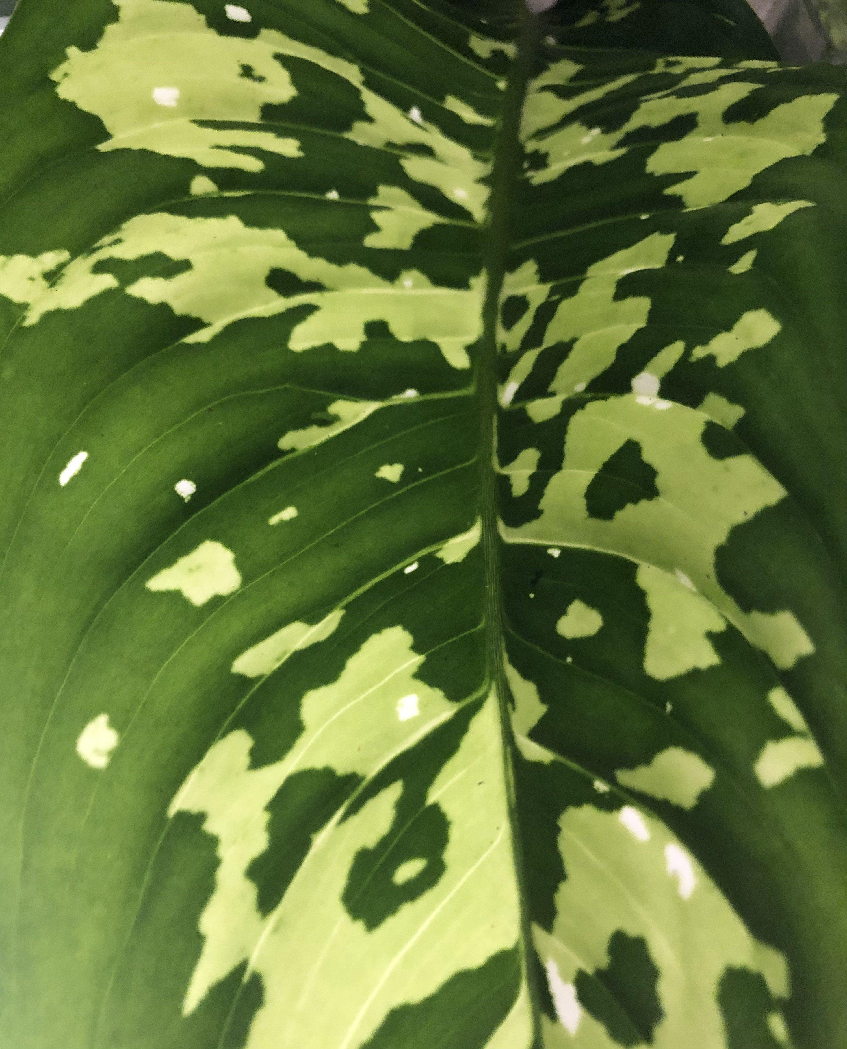 Dieffenbachia Reeva Plant Studio LLC 