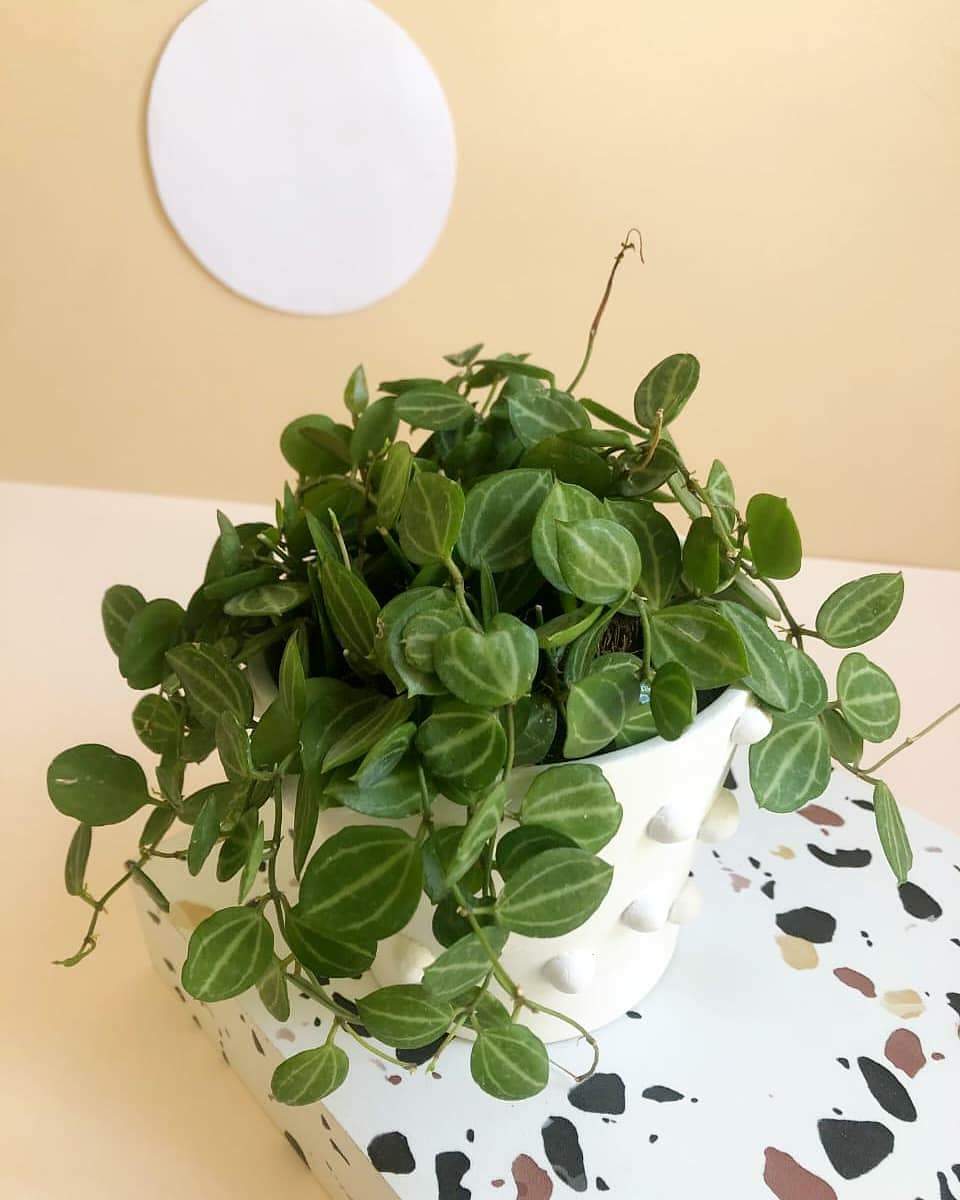 Dischidia Ovata 'Melon Dischidia' Plant Studio LLC 