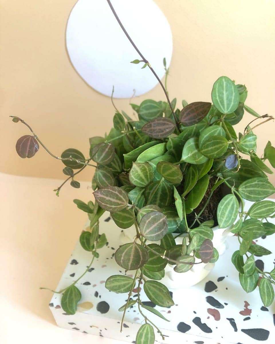 Dischidia Ovata 'Melon Dischidia' Plant Studio LLC 