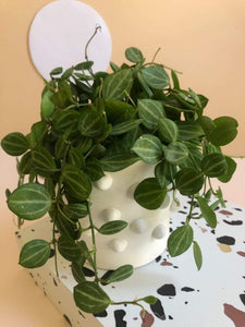 Dischidia Ovata 'Melon Dischidia' Plant Studio LLC 
