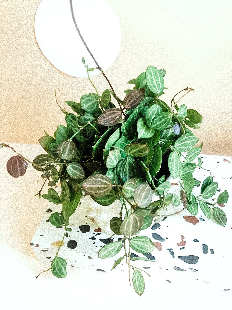 Dischidia Ovata 'Melon Dischidia' Plant Studio LLC 