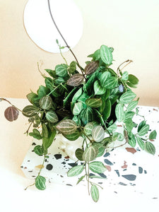 Dischidia Ovata 'Melon Dischidia' Plant Studio LLC 