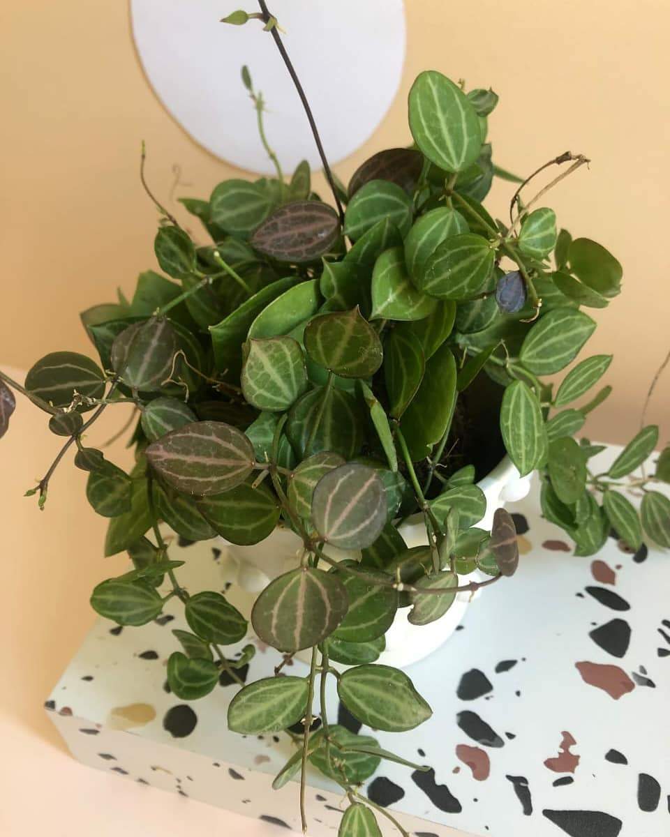 Dischidia Ovata 'Melon Dischidia' Plant Studio LLC 
