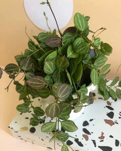 Dischidia Ovata 'Melon Dischidia' Plant Studio LLC 