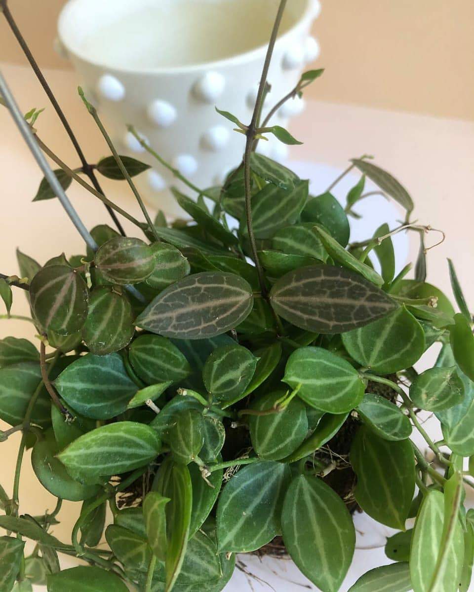 Dischidia Ovata 'Melon Dischidia' Plant Studio LLC 