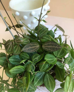 Dischidia Ovata 'Melon Dischidia' Plant Studio LLC 