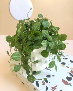 Dischidia Ovata 'Melon Dischidia' Plant Studio LLC 