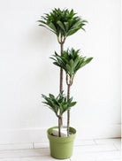 Dracaena Compacta Janet Craig Plant Studio LLC 