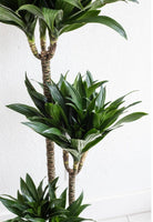 Dracaena Compacta Janet Craig Plant Studio LLC 