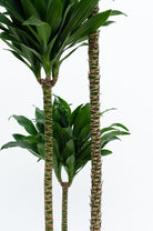 Dracaena Compacta Janet Craig Plant Studio LLC 