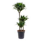 Dracaena Compacta Janet Craig Plant Studio LLC 