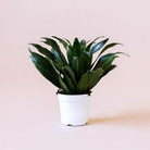 Dracaena Compacta Plant Studio LLC 