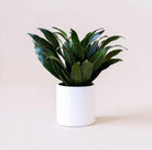 Dracaena Compacta Plant Studio LLC 