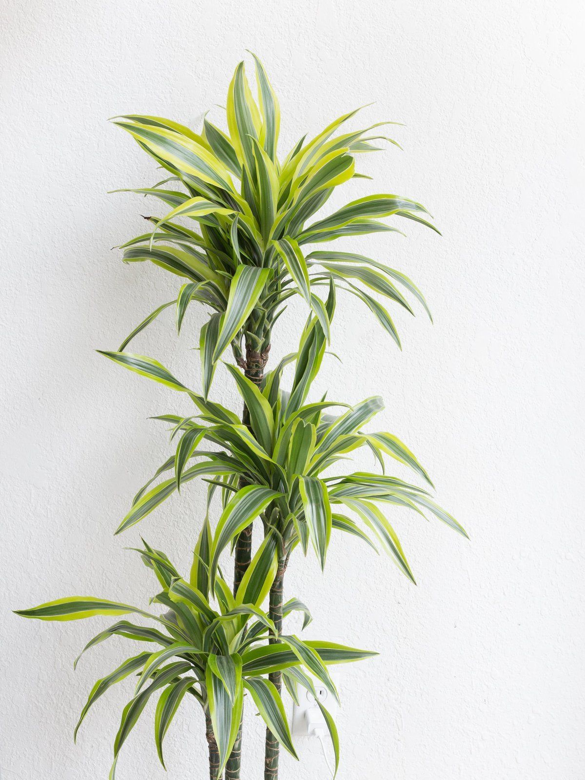 Dracaena Deremensis Lemon Lime Plant Studio LLC 