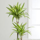 Dracaena Deremensis Lemon Lime Plant Studio LLC 