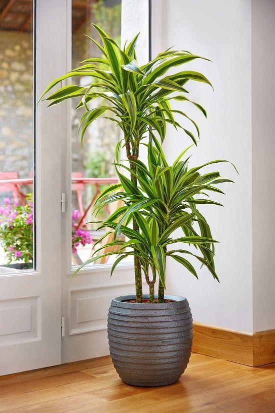 Dracaena Deremensis Lemon Lime Plant Studio LLC 