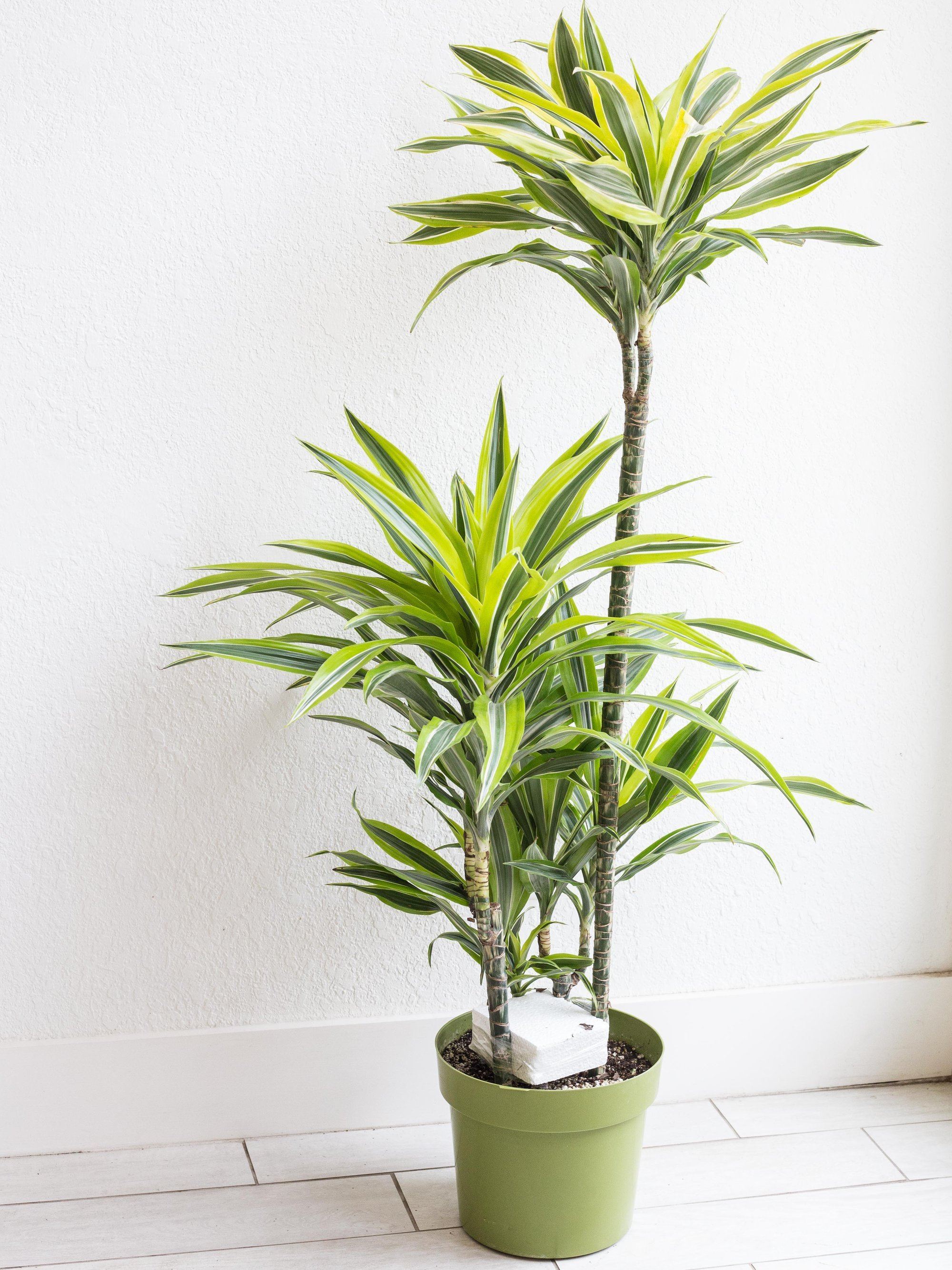 Dracaena Deremensis Lemon Lime Plant Studio LLC 