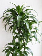 Dracaena Elegance Plant Studio LLC 