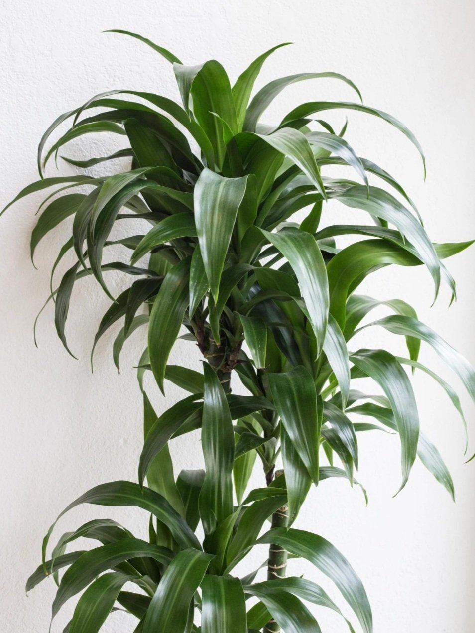 Dracaena Elegance Plant Studio LLC 