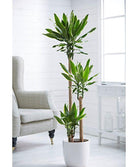 Dracaena Golden Coast Plant Studio LLC 