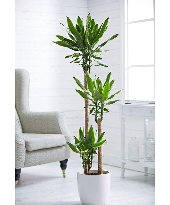 Dracaena Golden Coast Plant Studio LLC 