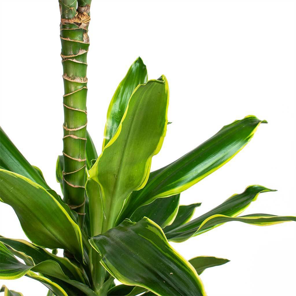 Dracaena Golden Coast Plant Studio LLC 