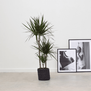 Dracaena Marginata