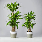 Dracaena Massangeana Plant Studio LLC 