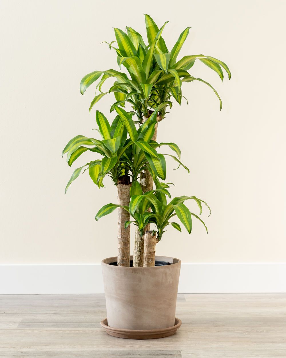 Dracaena Massangeana Plant Studio LLC 