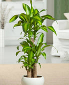 Dracaena Massangeana Plant Studio LLC 