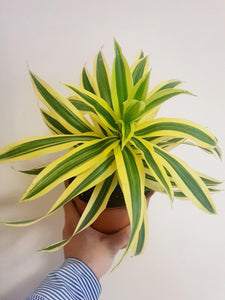 Dracaena Song of India boho 