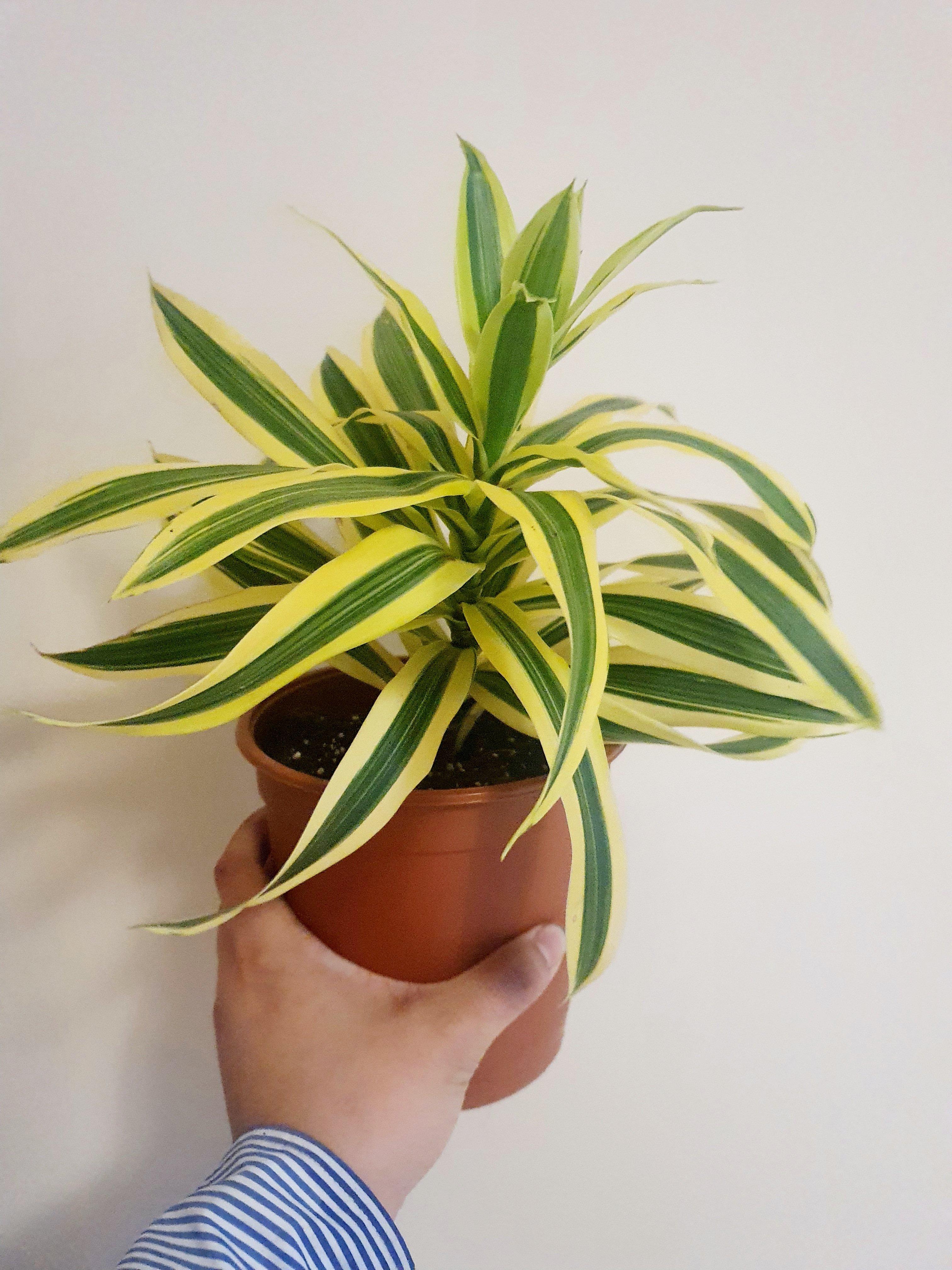 Dracaena Song of India boho 